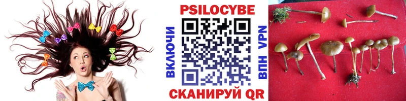 что такое   Ростов  Галлюциногенные грибы Psilocybine cubensis 